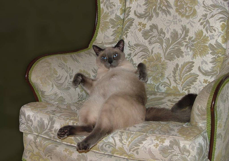 Siamese Cat on Chair — Beige