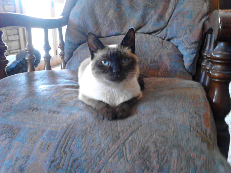 Siamese Cat on Chair — Blue