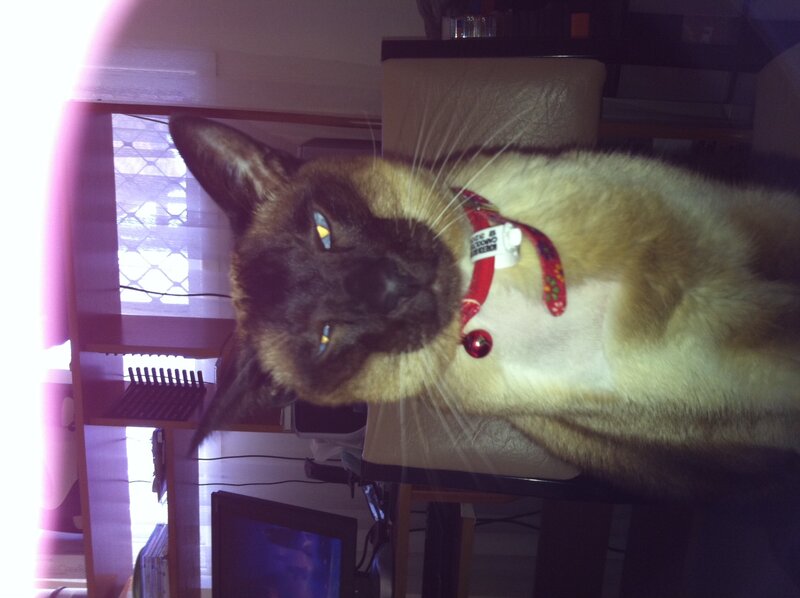 Siamese Cat on Chair — Brown