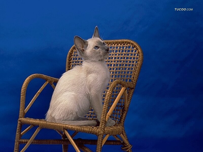 Siamese Cat on Chair