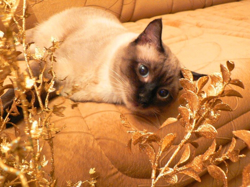 Siamese Cat on Couch — Brown