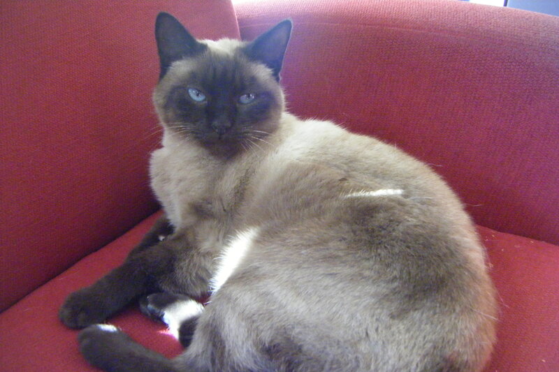 Siamese Cat on Couch — Red