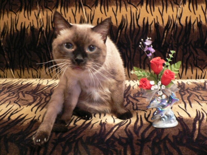 Siamese Cat on Couch