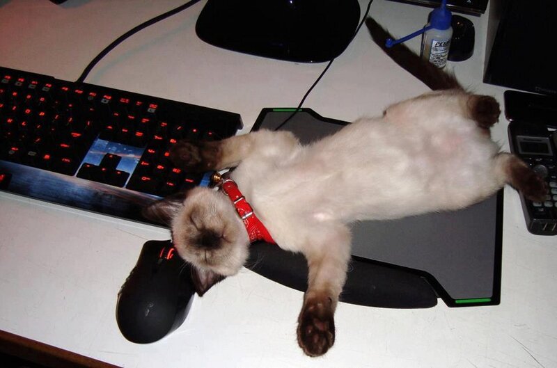 Siamese Cat on Desk
