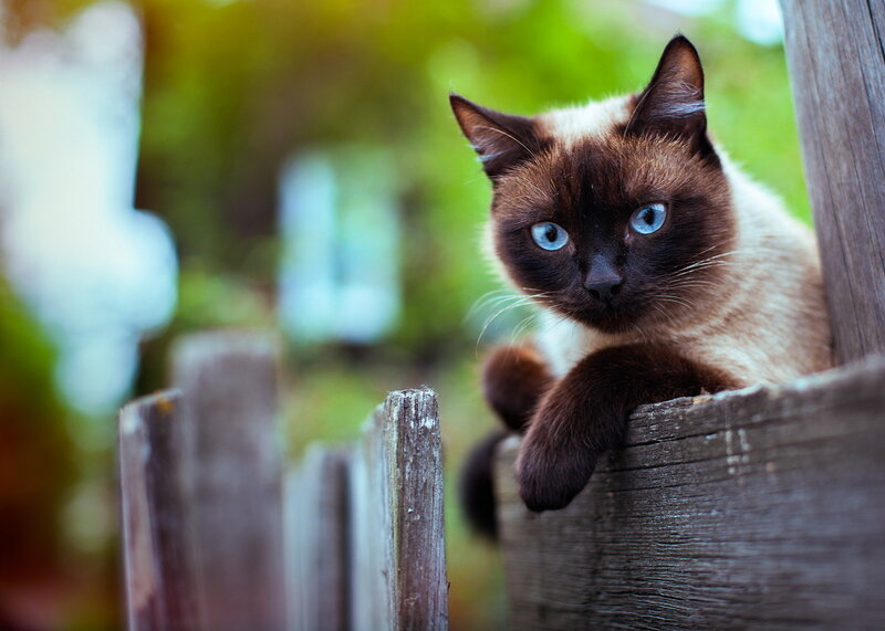 Siamese Cat on Fence