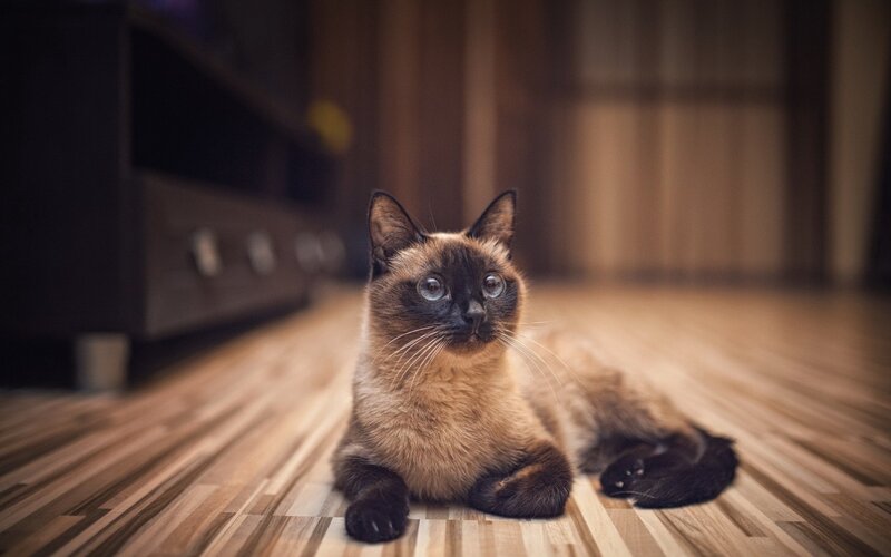 Siamese Cat on Floor — Brown