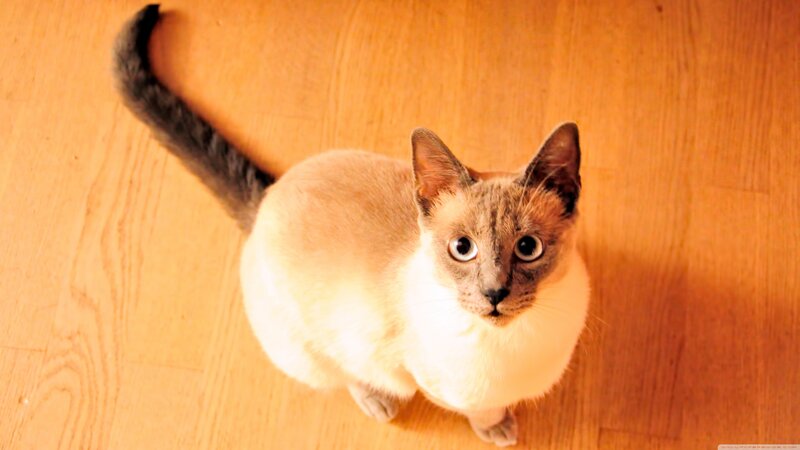 Siamese Cat on Floor