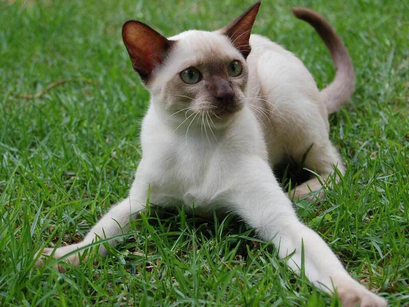 Siamese Cat on Grass — Green