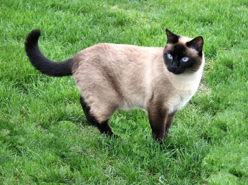 Siamese cat on grass