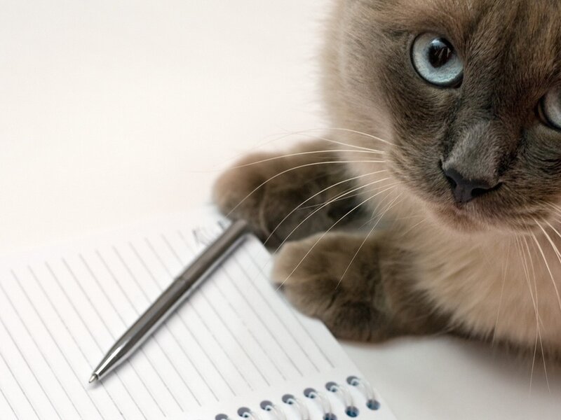 Siamese Cat on Notebook