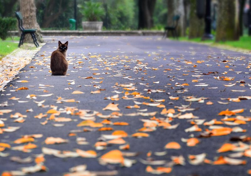 Siamese Cat on Path