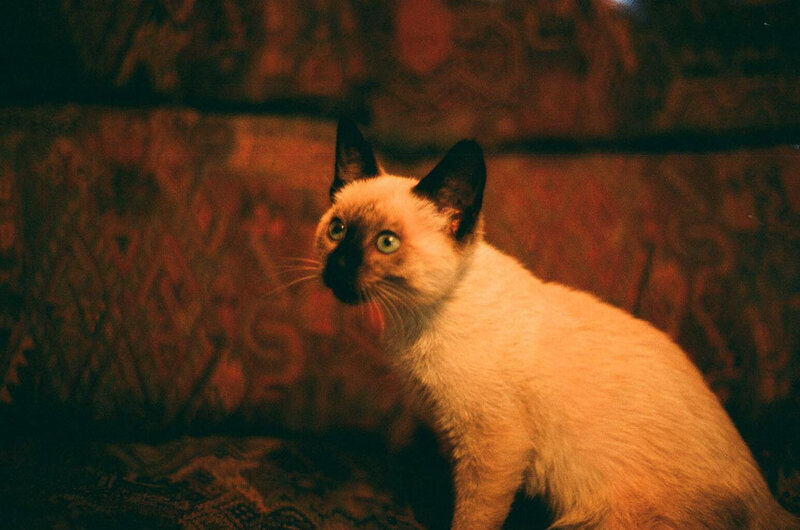 Siamese cat on patterned couch
