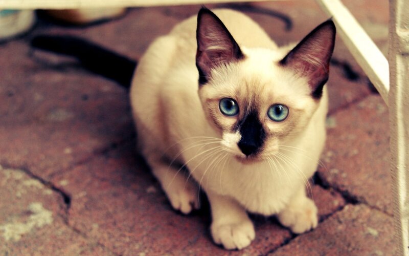 Siamese Cat on Pavement