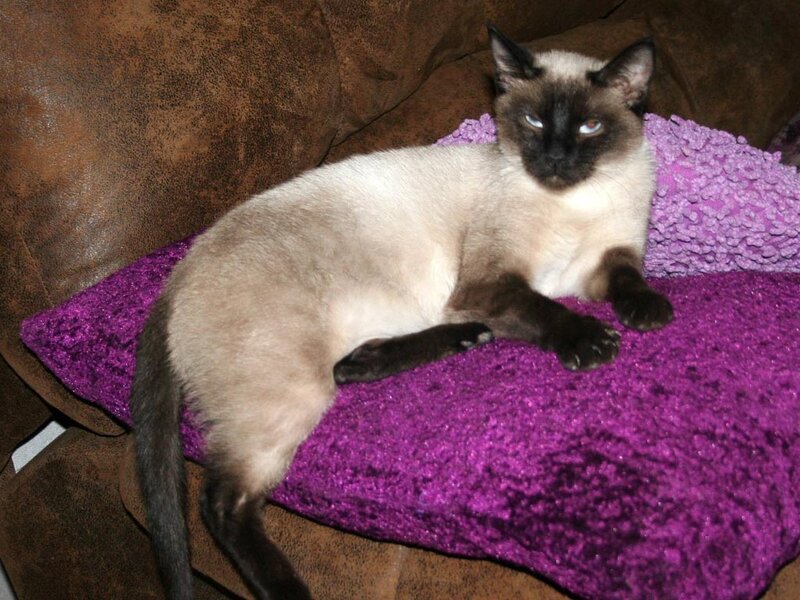 Siamese Cat on Pillow