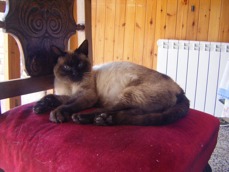 Siamese cat on red chair