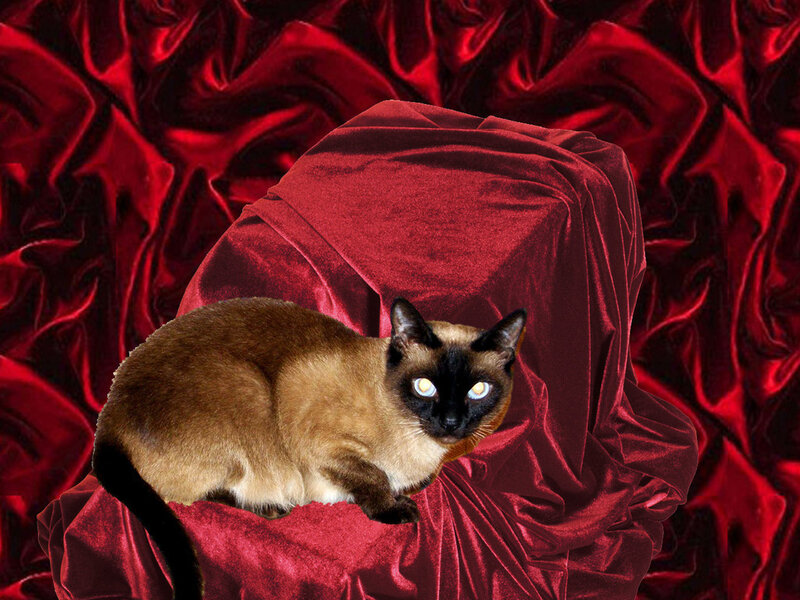 Siamese Cat on Red Cloth