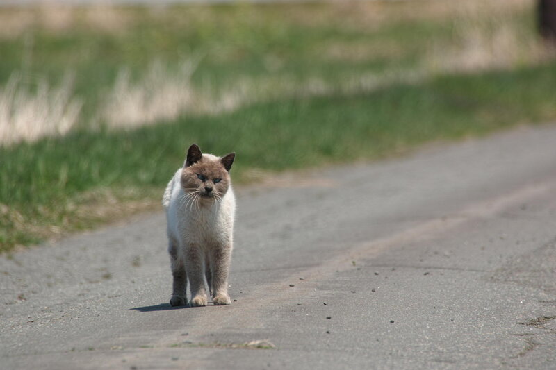 Siamese Cat on Road
