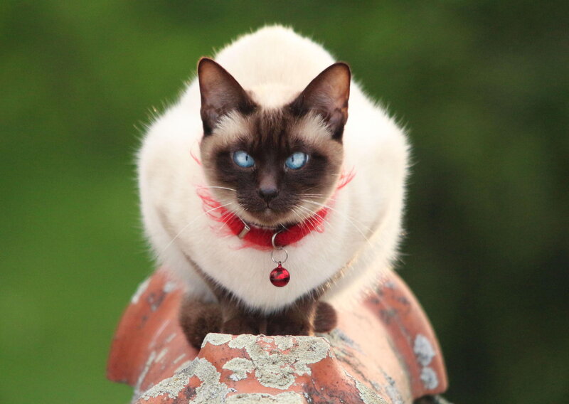 Siamese Cat on Roof