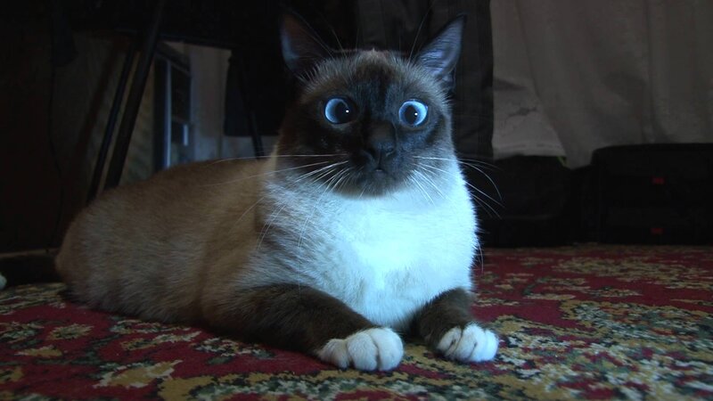 Siamese Cat on Rug