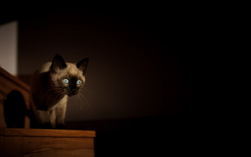Siamese Cat on Stairs — Brown