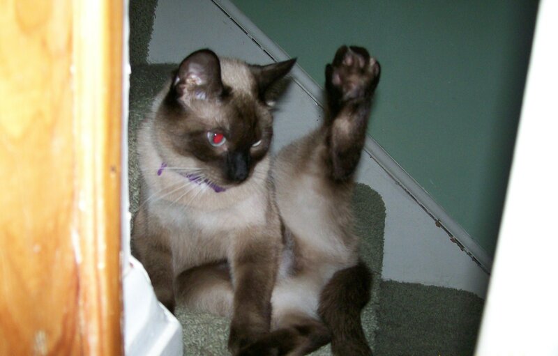 Siamese Cat on Stairs