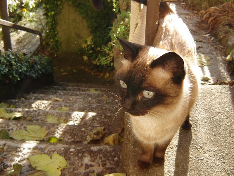Siamese cat on stone steps