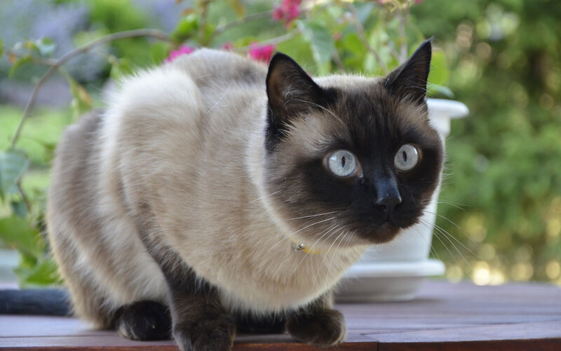 Siamese Cat on Table — Brown, Calm