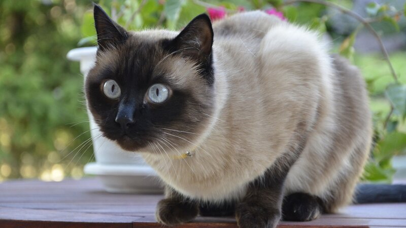 Siamese Cat on Table — Brown