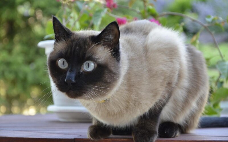 Siamese Cat on Table