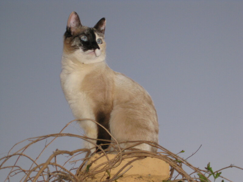 Siamese Cat on Vine