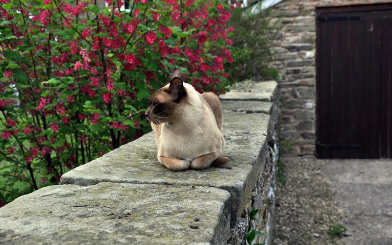 Siamese Cat on Wall