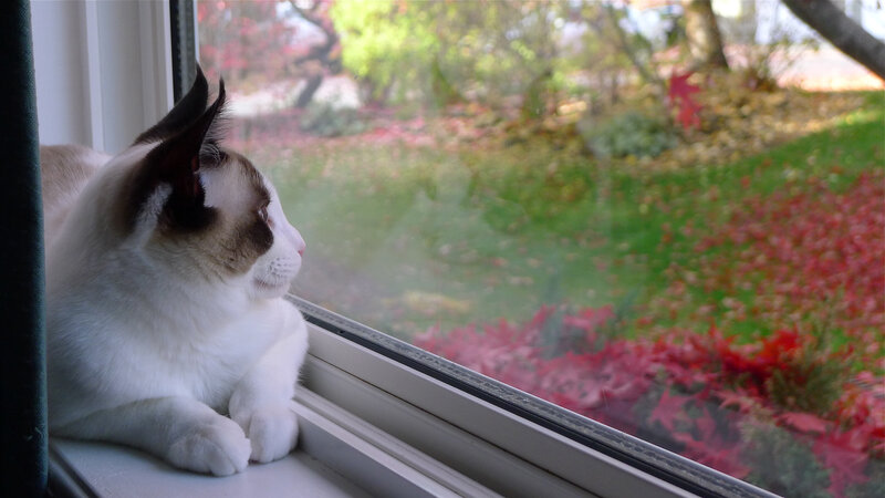 Siamese Cat on Windowsill