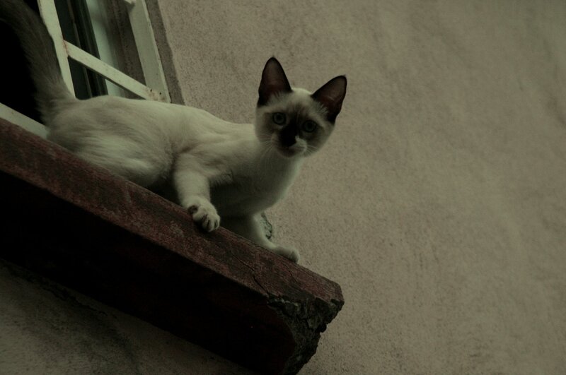 Siamese Cat on Windowsill — White