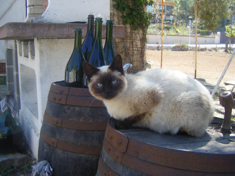 Siamese cat on wine barrels