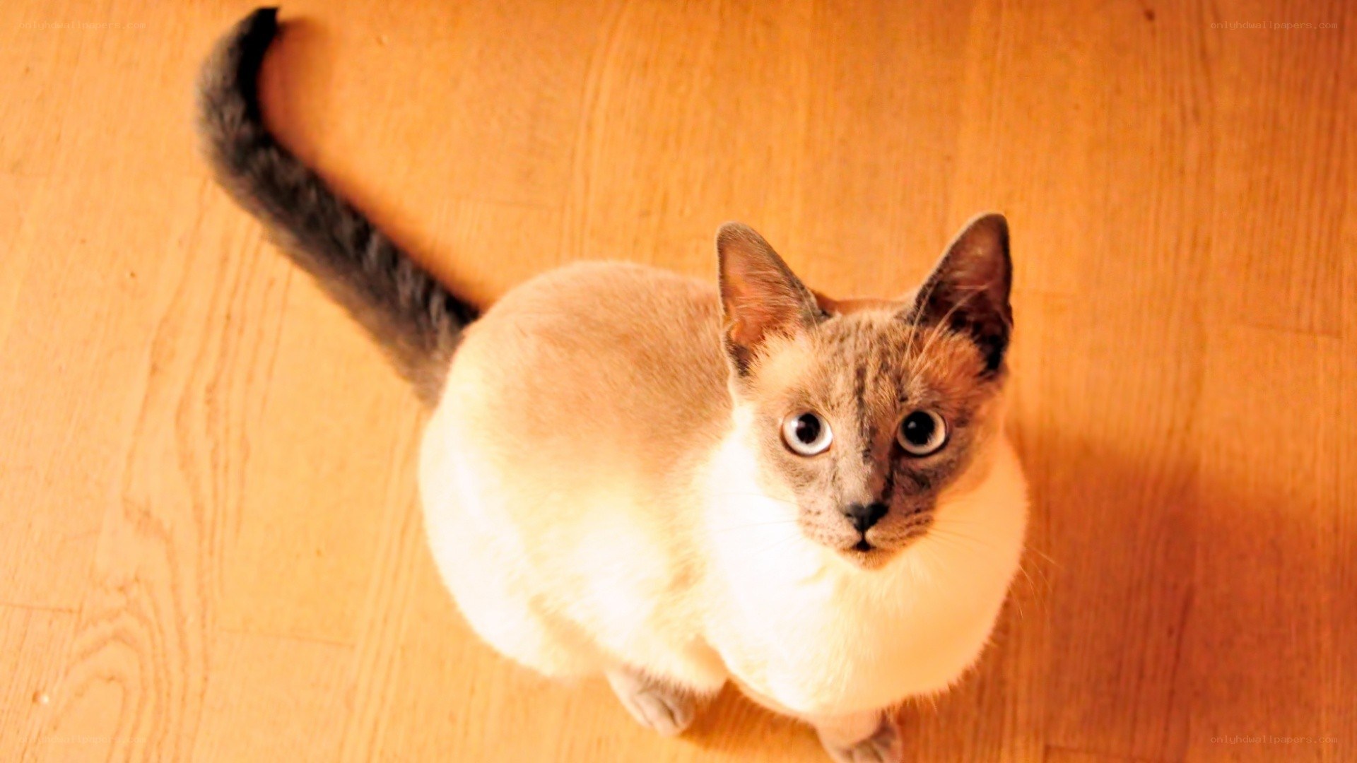 Siamese cat on wooden floor