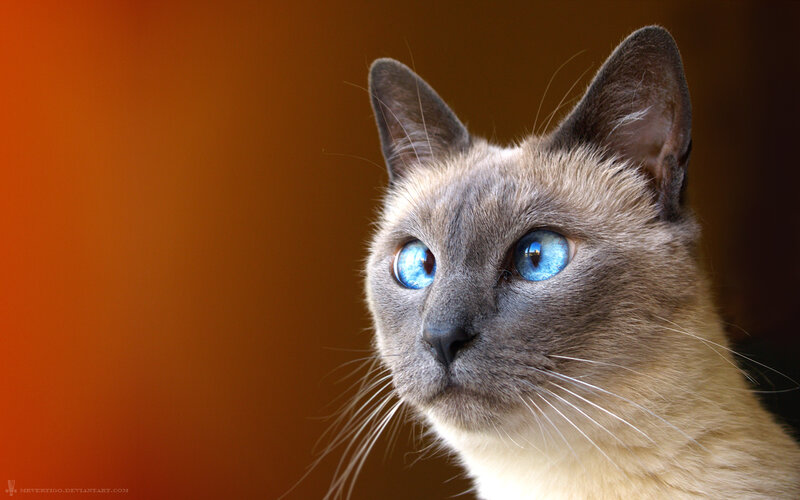 Siamese Cat — Orange, Dramatic