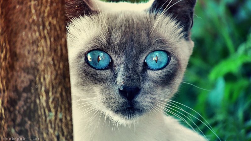 Siamese Cat Peeking — Blue