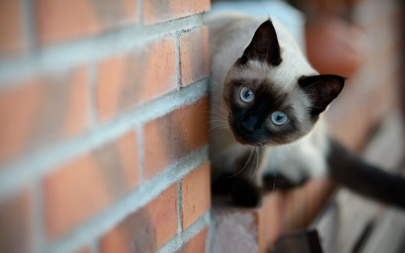 Siamese Cat Peeking — Brown, Curious