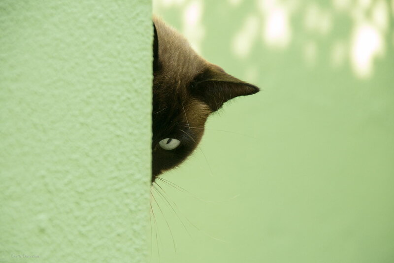 Siamese Cat Peeking — Green
