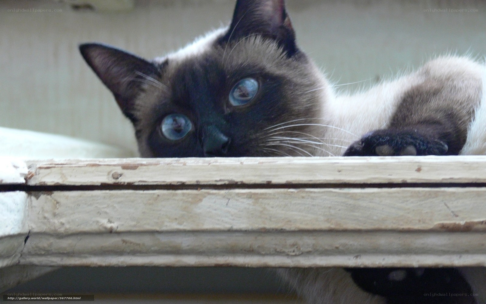 Siamese cat peeking over ledge