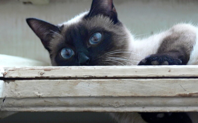 Siamese Cat Peeking — White