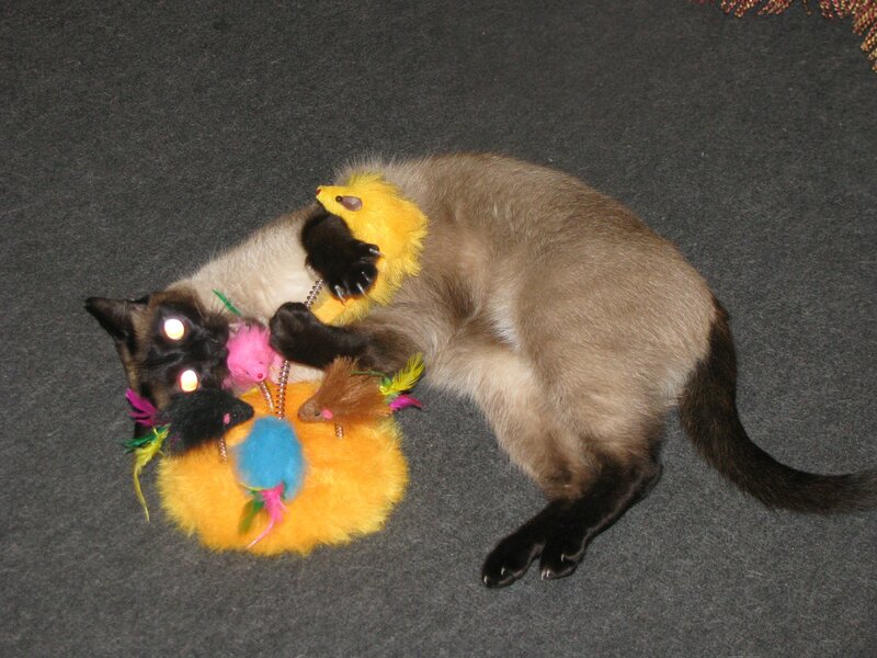 Siamese Cat Playing — Gray