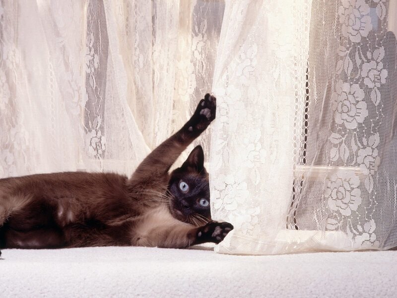 Siamese Cat Playing — White, Playful