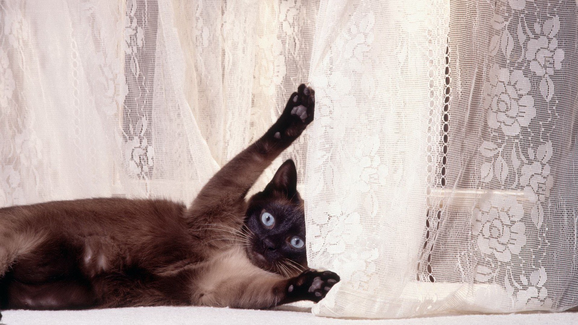 Siamese cat playing with curtain