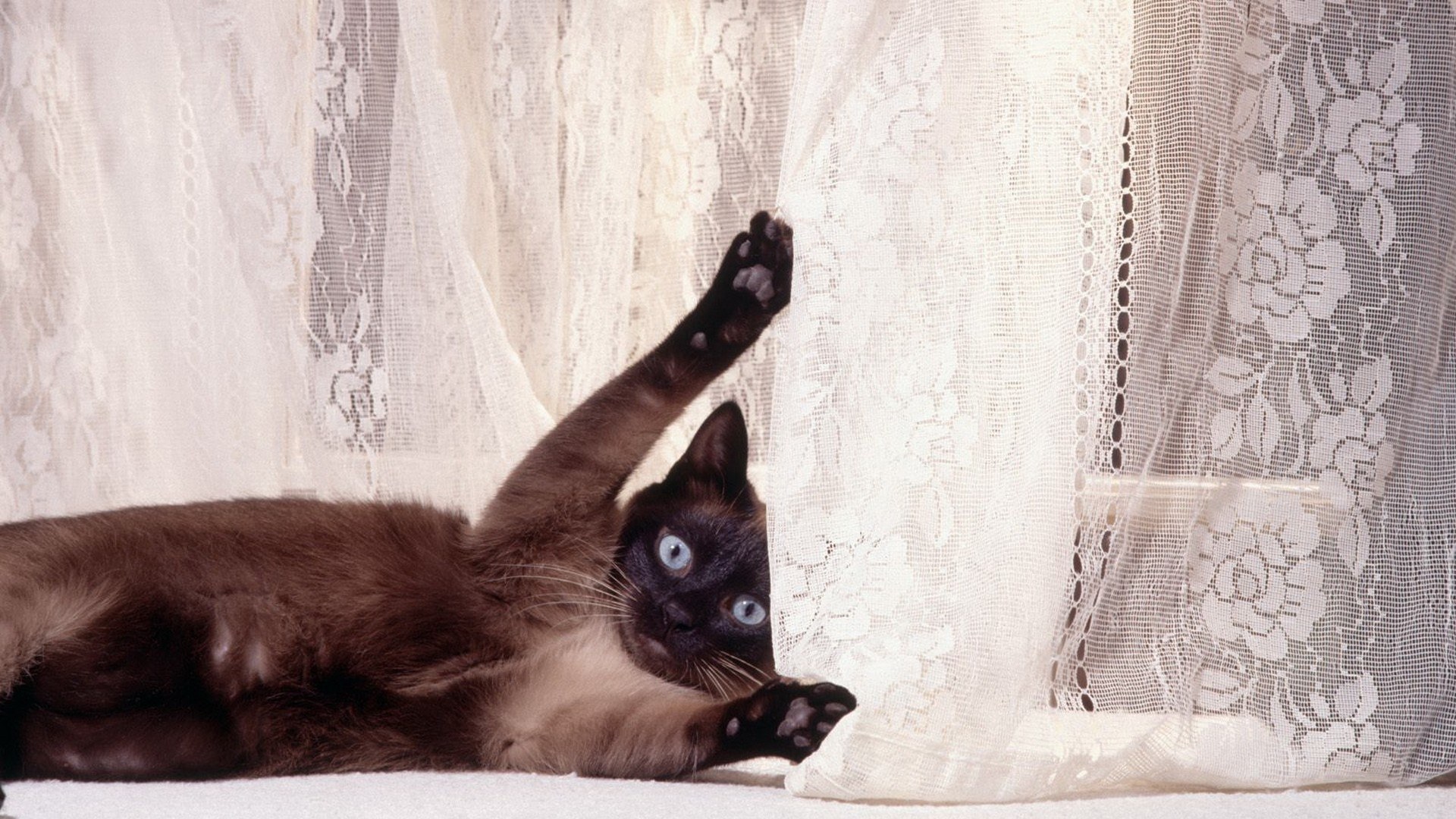 Siamese cat playing with curtain