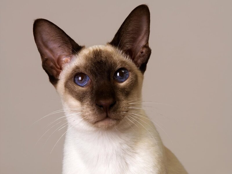Siamese Cat Portrait — Beige