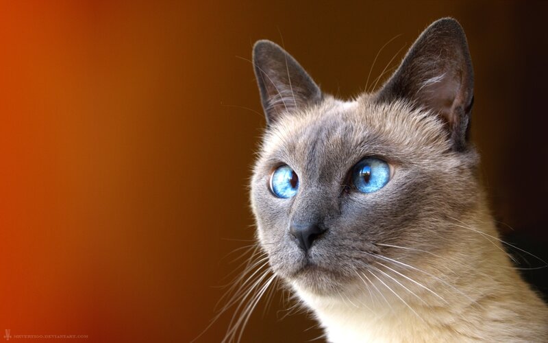 Siamese Cat Portrait — Brown