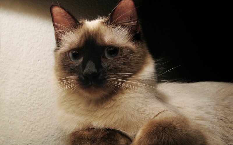 Siamese cat portrait