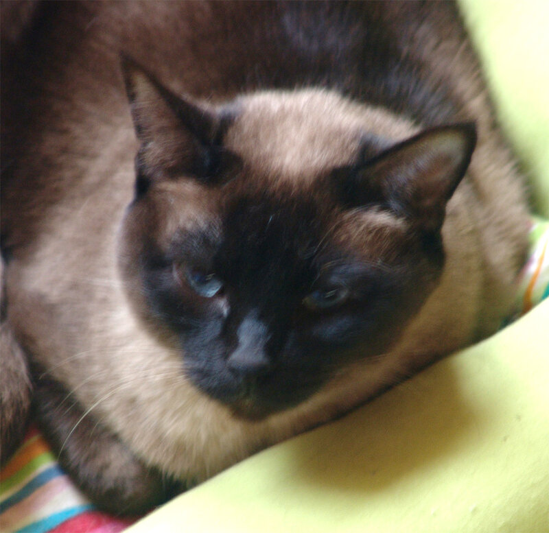 Siamese cat resting