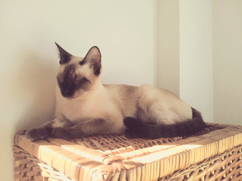 Siamese Cat Resting — Beige